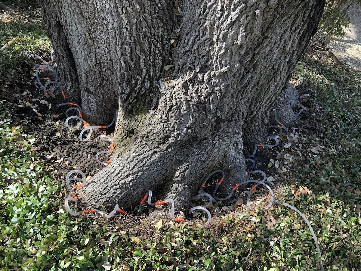 Detailed Tree Cabling and Bracing job site in Eastpoint